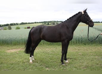 Hannoveraner, Wallach, 4 Jahre, 180 cm, Schwarzbrauner