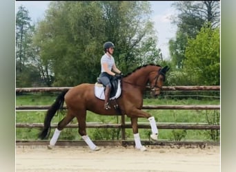 Hannoveraner, Wallach, 4 Jahre, 181 cm, Dunkelfuchs