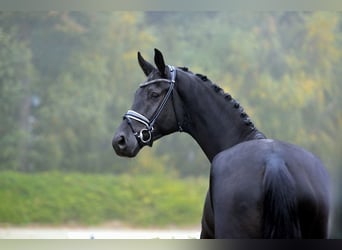 Hannoveraner, Wallach, 4 Jahre, 181 cm, Rappe