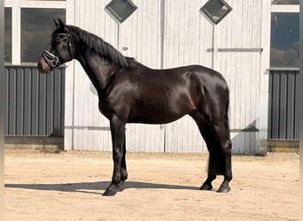 Hannoveraner, Wallach, 4 Jahre, 182 cm, Rappe