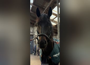 Hannoveraner, Wallach, 4 Jahre, 182 cm, Rappe