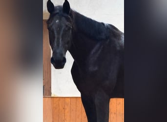 Hannoveraner, Wallach, 4 Jahre, 182 cm, Rappe