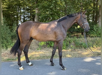 Hannoveraner, Wallach, 4 Jahre, 185 cm, Dunkelbrauner