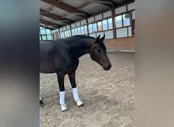 Hannoveraner, Wallach, 4 Jahre, Dunkelbrauner