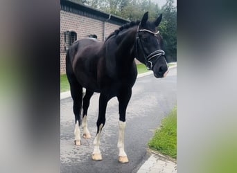 Hannoveraner, Wallach, 4 Jahre, Rappe