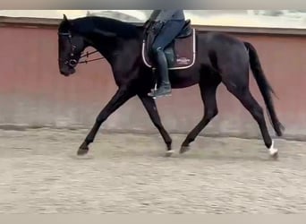 Hannoveraner, Wallach, 4 Jahre, Rappe
