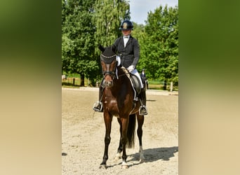 Hannoveraner, Wallach, 4 Jahre, Schwarzbrauner