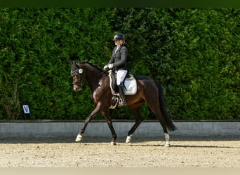 Hannoveraner, Wallach, 4 Jahre, Schwarzbrauner