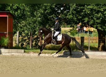 Hannoveraner, Wallach, 4 Jahre, Schwarzbrauner