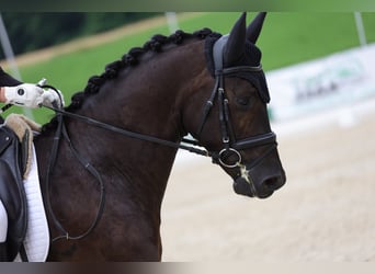 Hannoveraner, Wallach, 5 Jahre, 153 cm, Rappe