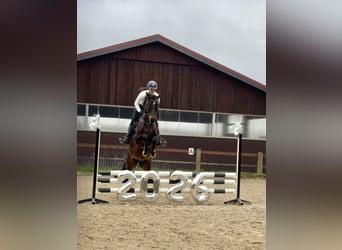 Hannoveraner, Wallach, 5 Jahre, 160 cm, Dunkelbrauner