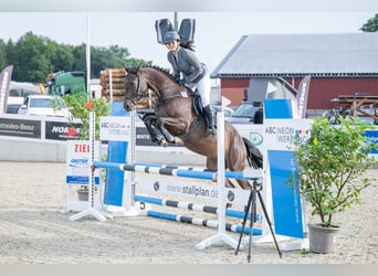 Hannoveraner, Wallach, 5 Jahre, 160 cm, Dunkelbrauner