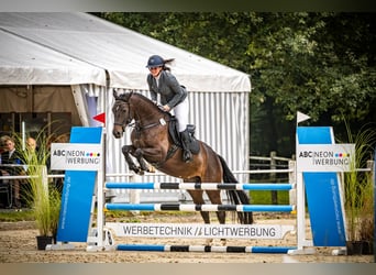 Hannoveraner, Wallach, 5 Jahre, 160 cm, Dunkelbrauner