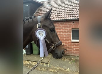 Hannoveraner, Wallach, 5 Jahre, 160 cm, Dunkelbrauner