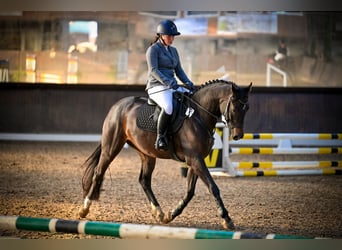 Hannoveraner, Wallach, 5 Jahre, 160 cm, Dunkelbrauner