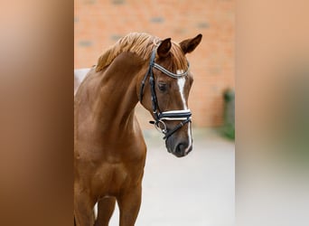 Hannoveraner, Wallach, 5 Jahre, 160 cm, Fuchs