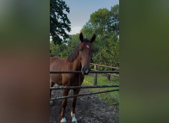 Hannoveraner, Wallach, 5 Jahre, 160 cm, Fuchs