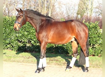 Hannoveraner, Wallach, 5 Jahre, 162 cm, Brauner