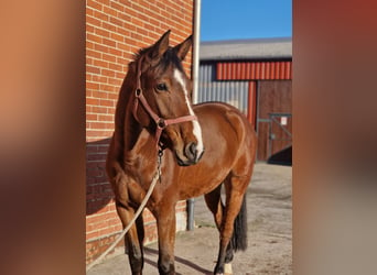 Hannoveraner, Wallach, 5 Jahre, 162 cm, Brauner