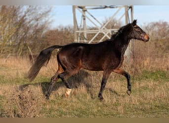 Hannoveraner, Wallach, 5 Jahre, 162 cm, Dunkelbrauner