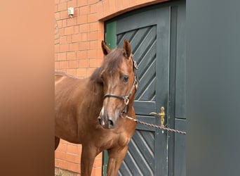 Hannoveraner, Wallach, 5 Jahre, 162 cm, Dunkelfuchs