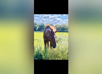 Hannoveraner, Wallach, 5 Jahre, 162 cm, Fuchs