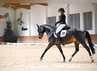 Hannoveraner, Wallach, 5 Jahre, 162 cm, Rotbrauner