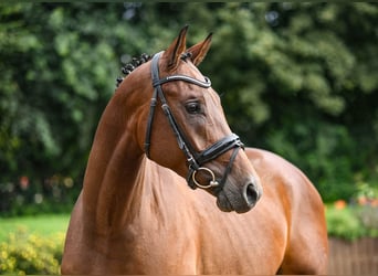 Hannoveraner, Wallach, 5 Jahre, 163 cm, Brauner