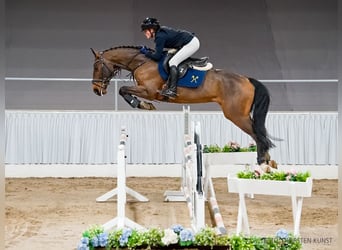 Hannoveraner, Wallach, 5 Jahre, 163 cm, Brauner