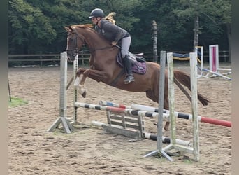 Hannoveraner, Wallach, 5 Jahre, 163 cm, Dunkelfuchs