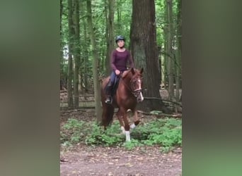Hannoveraner, Wallach, 5 Jahre, 163 cm, Dunkelfuchs