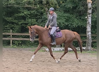 Hannoveraner, Wallach, 5 Jahre, 163 cm, Dunkelfuchs
