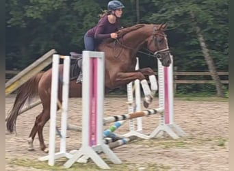 Hannoveraner, Wallach, 5 Jahre, 163 cm, Dunkelfuchs