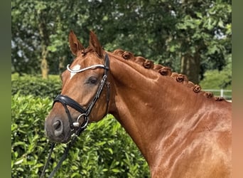 Hannoveraner, Wallach, 5 Jahre, 163 cm, Fuchs