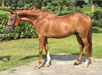 Hannoveraner, Wallach, 5 Jahre, 163 cm, Fuchs