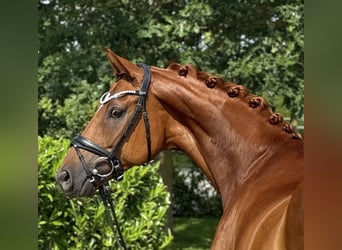 Hannoveraner, Wallach, 5 Jahre, 163 cm, Fuchs