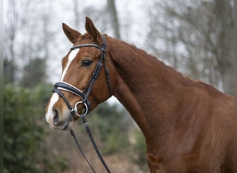 Hannoveraner, Wallach, 5 Jahre, 163 cm, Fuchs