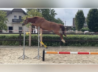 Hannoveraner, Wallach, 5 Jahre, 163 cm, Fuchs