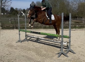 Hannoveraner, Wallach, 5 Jahre, 163 cm, Fuchs