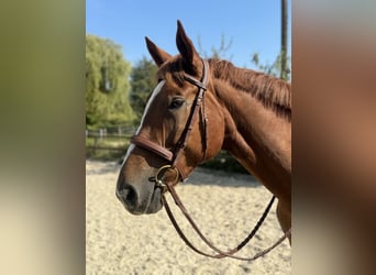 Hannoveraner, Wallach, 5 Jahre, 163 cm, Fuchs