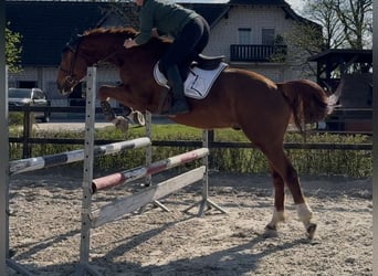 Hannoveraner, Wallach, 5 Jahre, 163 cm, Fuchs