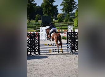 Hannoveraner, Wallach, 5 Jahre, 163 cm, Fuchs