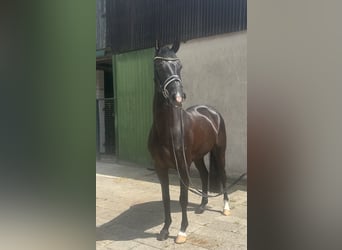 Hannoveraner, Wallach, 5 Jahre, 163 cm, Rappe