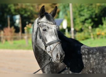Hannoveraner, Wallach, 5 Jahre, 163 cm, Schimmel