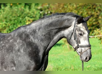 Hannoveraner, Wallach, 5 Jahre, 163 cm, Schimmel