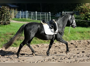Hannoveraner, Wallach, 5 Jahre, 163 cm, Schimmel