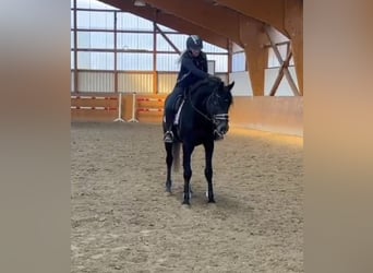 Hannoveraner, Wallach, 5 Jahre, 163 cm, Schimmel