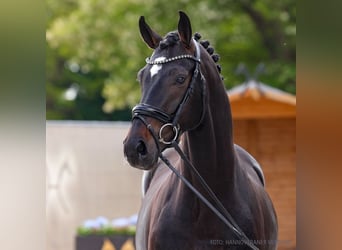 Hannoveraner, Wallach, 5 Jahre, 163 cm, Schwarzbrauner