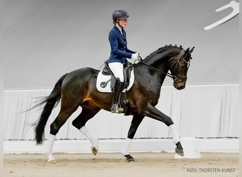 Hannoveraner, Wallach, 5 Jahre, 163 cm, Schwarzbrauner
