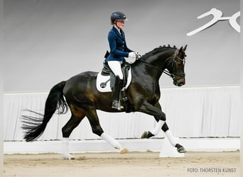 Hannoveraner, Wallach, 5 Jahre, 163 cm, Schwarzbrauner